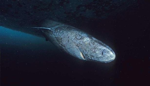 Un requin vieux de 400 ans : quel est son secret ?